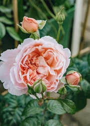 David Austin Roses Rosa Albertine AGM
