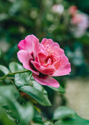 Roses Rosa Angel Eyes, 3L