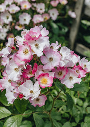 David Austin Roses Rosa Ballerina AGM