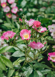 David Austin Roses Rosa Ballerina AGM