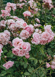 David Austin Roses David Austin Bonica Rose