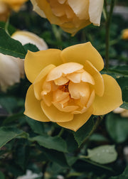David Austin Roses Rosa Buttercup