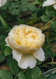 David Austin Roses Rosa Charles Darwin