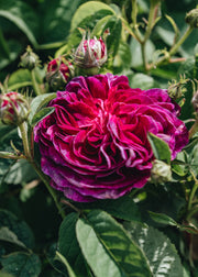 David Austin Roses Rosa Charles de Mills AGM