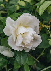 David Austin Roses David Austin Comte de Champagne Rose
