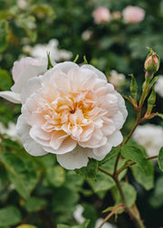 David Austin Roses David Austin Rosa Elizabeth®
