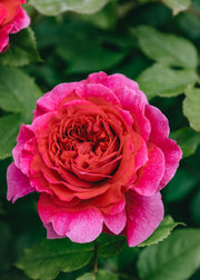 David Austin Roses David Austin Gabriel Oak Rose