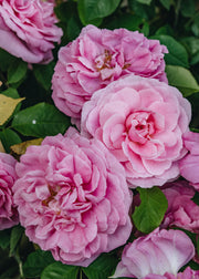 David Austin Roses David Austin Gertrude Jekyll Rose