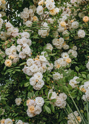David Austin Roses Rosa Ghislaine De Feligonde AGM