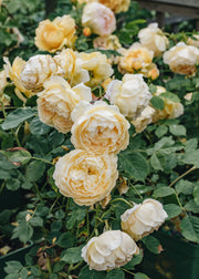 David Austin Roses Rosa Golden Celebration® AGM