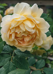David Austin Roses David Austin Golden Celebration AGM Rose