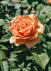David Austin Roses Rosa Grace AGM