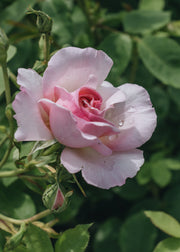 David Austin Roses Rosa Hyde Hall