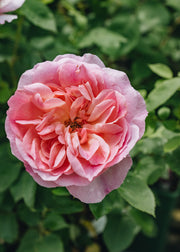 David Austin Roses Rosa Hyde Hall