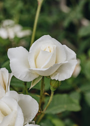 David Austin Roses Rosa Iceberg (Shrub rose)