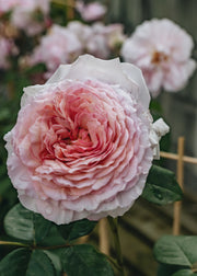 David Austin Roses David Austin James Galway Rose