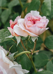 David Austin Roses Rosa James Galway CLG