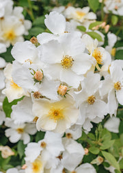 David Austin Kew Gardens Rose