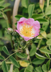 David Austin Roses Rosa Kew Rambler