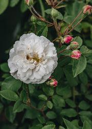 David Austin Roses Rosa Little White Pet