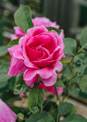 David Austin Roses David Austin Noble Antony Rose