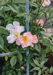 David Austin Roses Rosa Open Arms AGM