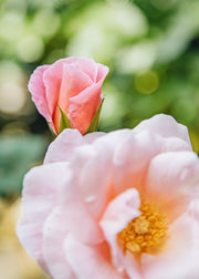 Peter Beales Roses Rosa Oxford Physic, 4L