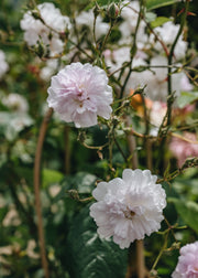 David Austin Roses Rosa Paul's Himalayan Musk AGM