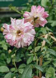 David Austin Roses Rosa Phyllis Bide AGM
