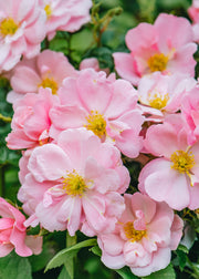 David Austin Roses Rosa Queen Mother