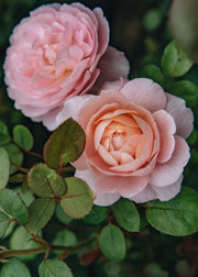 David Austin Roses Rosa Queen of Sweden®