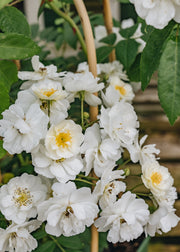 David Austin Roses David Austin Rambling Rector