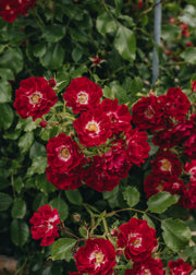David Austin Roses Rosa Rambling Rosie AGM