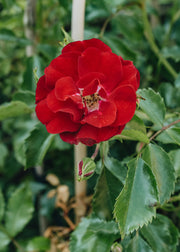 David Austin Roses David Austin Rambling Rosie Rose