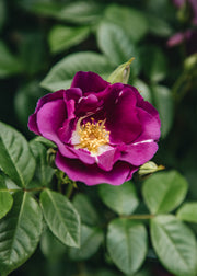 Roses Rosa Rhapsody in Blue, 4L