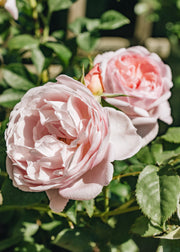 David Austin Roses Rosa Scepter'd Isle®