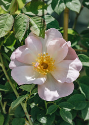 David Austin Roses Rosa Shropshire Lass CLG