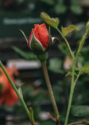 David Austin Summer Song Rose