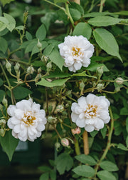 David Austin Roses Rosa The Garland