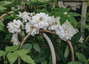 David Austin Roses David Austin The Garland Rose