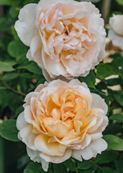 David Austin Roses David Austin The Lady Gardener