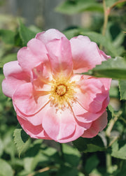 David Austin Roses Rosa The Lady's Blush®