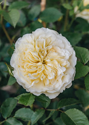 David Austin Roses Rosa The Pilgrim® AGM