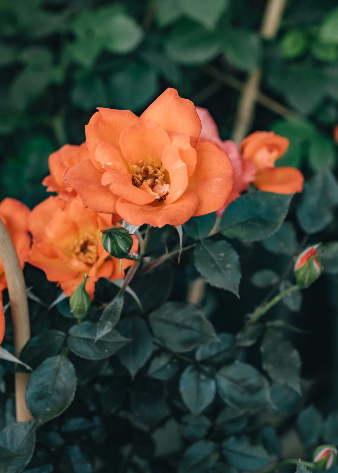 David Austin Rosa Warm Welcome | Burford Garden Co.