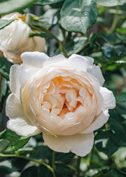 David Austin Roses Rosa Wollerton Old Hall®