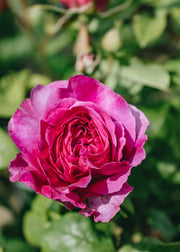 David Austin Roses Rosa Young Lycidas®