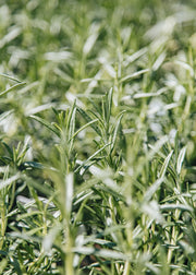 Rosemary Rosmarinus Summer Sizzler, 3L