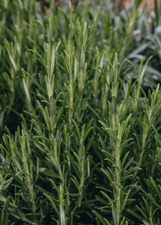 Rosemary Rosmarinus officinalis, 2L