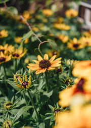 Rudbeckia Rudbeckia Star of Life Smileyz, 2/3L