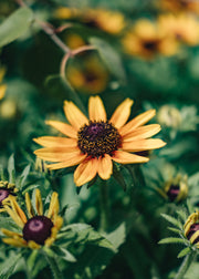 Rudbeckia Rudbeckia Star of Life Smileyz, 2/3L